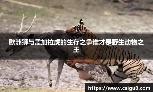 欧洲狮与孟加拉虎的生存之争谁才是野生动物之王